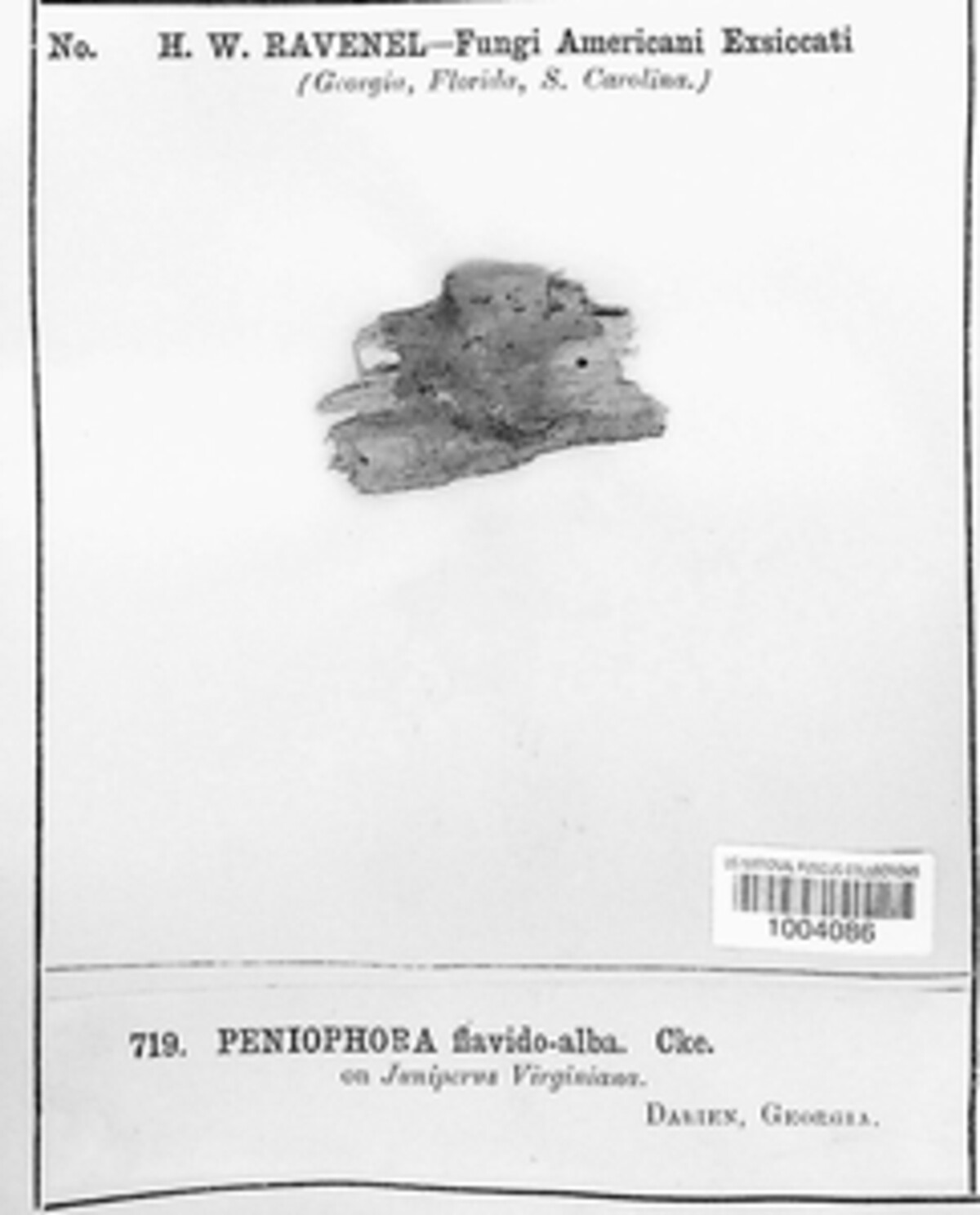 Peniophora flavidoalba image